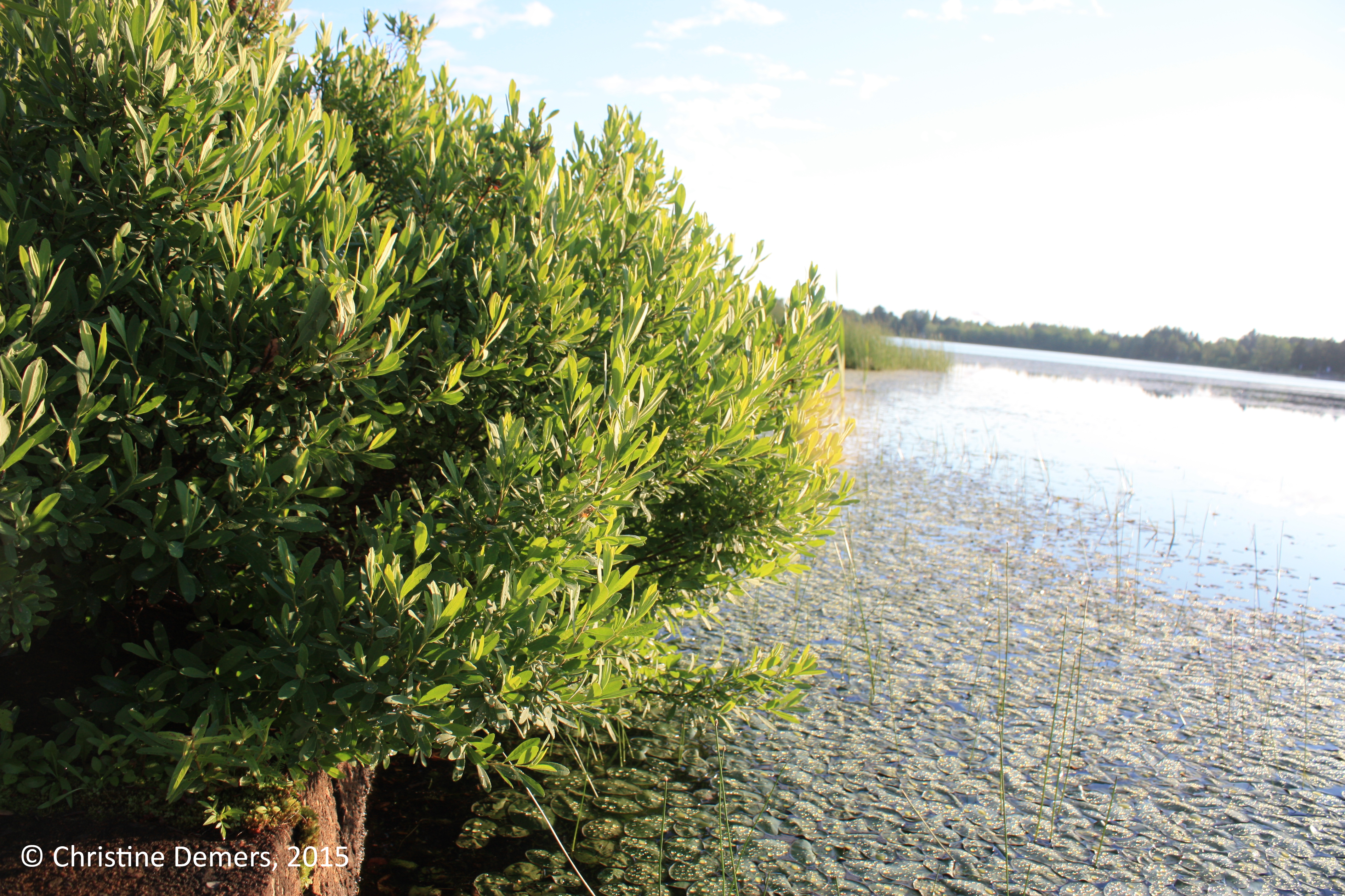 Commande d’arbustes de bande riveraine en Mauricie