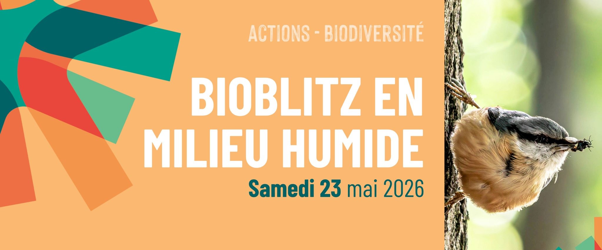Bioblitz en milieu humide