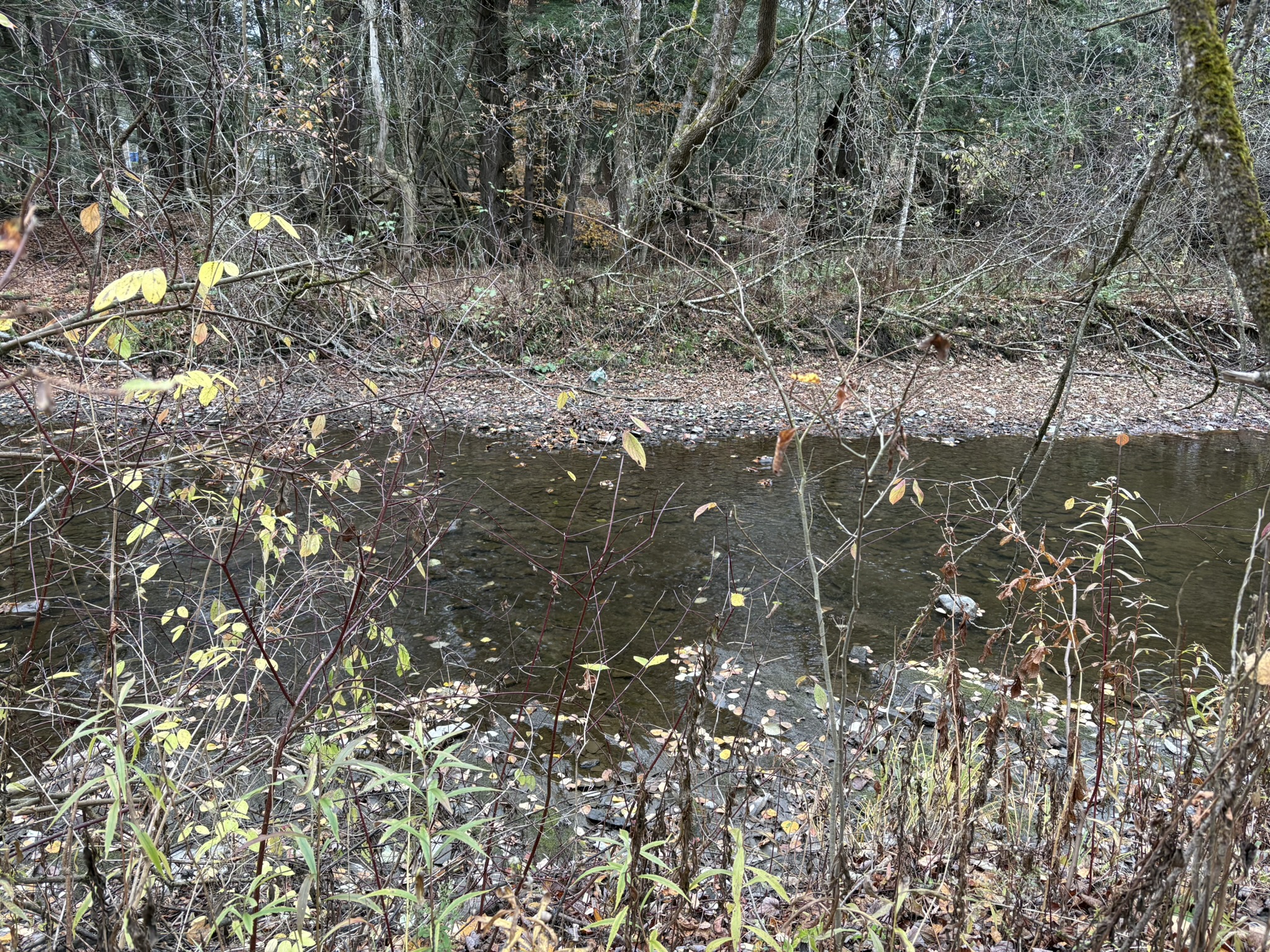 Nettoyage de berges au Ruisseau Gear