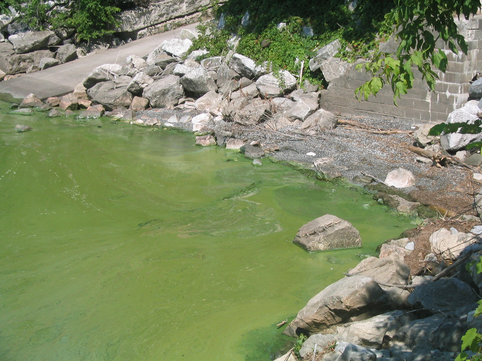 Cyanobactéries - © Organisme de bassin versant de la baie Missisquoi (OBVBM)