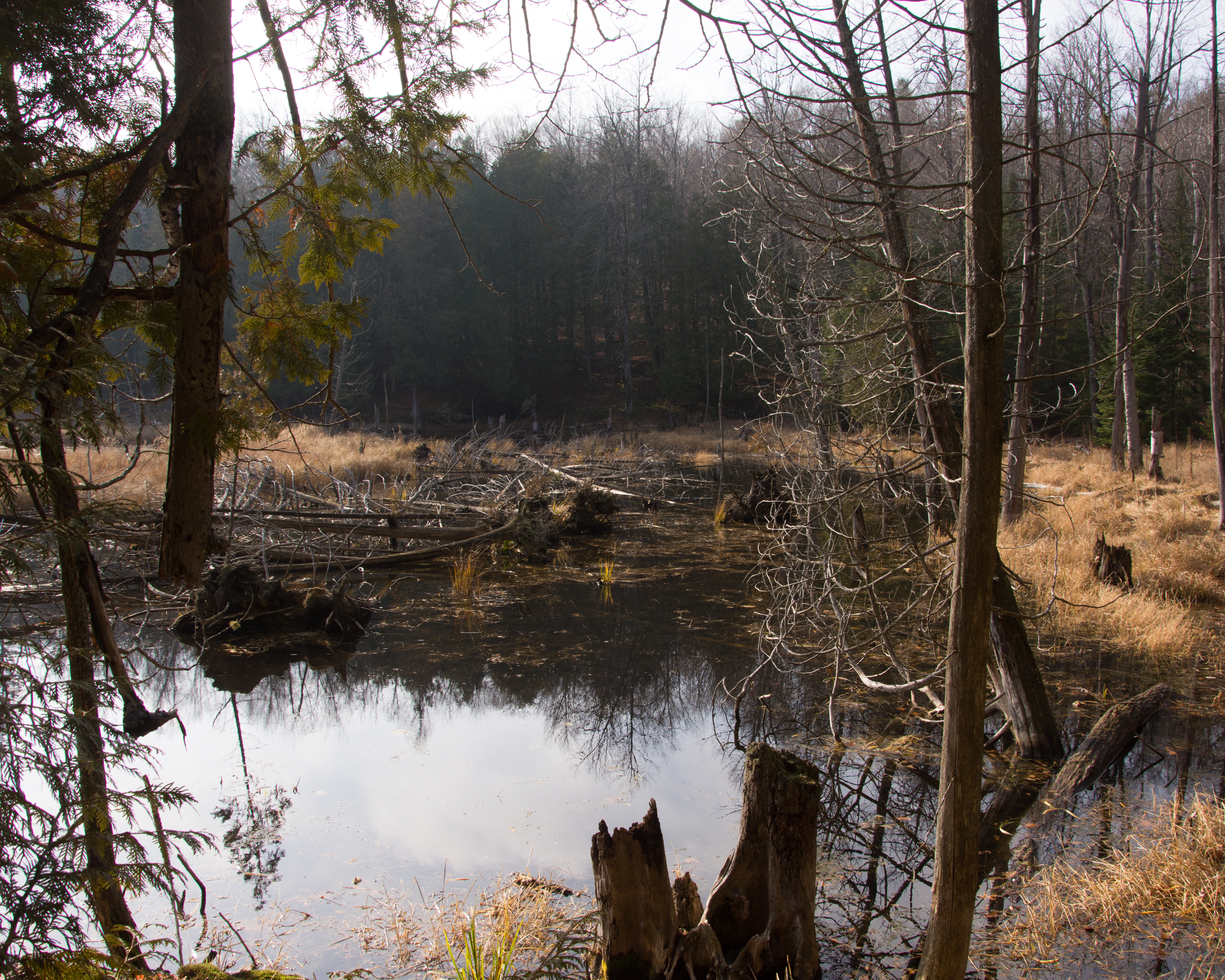 La gestion de la conservation des milieux humides doit se faire par bassin versant.