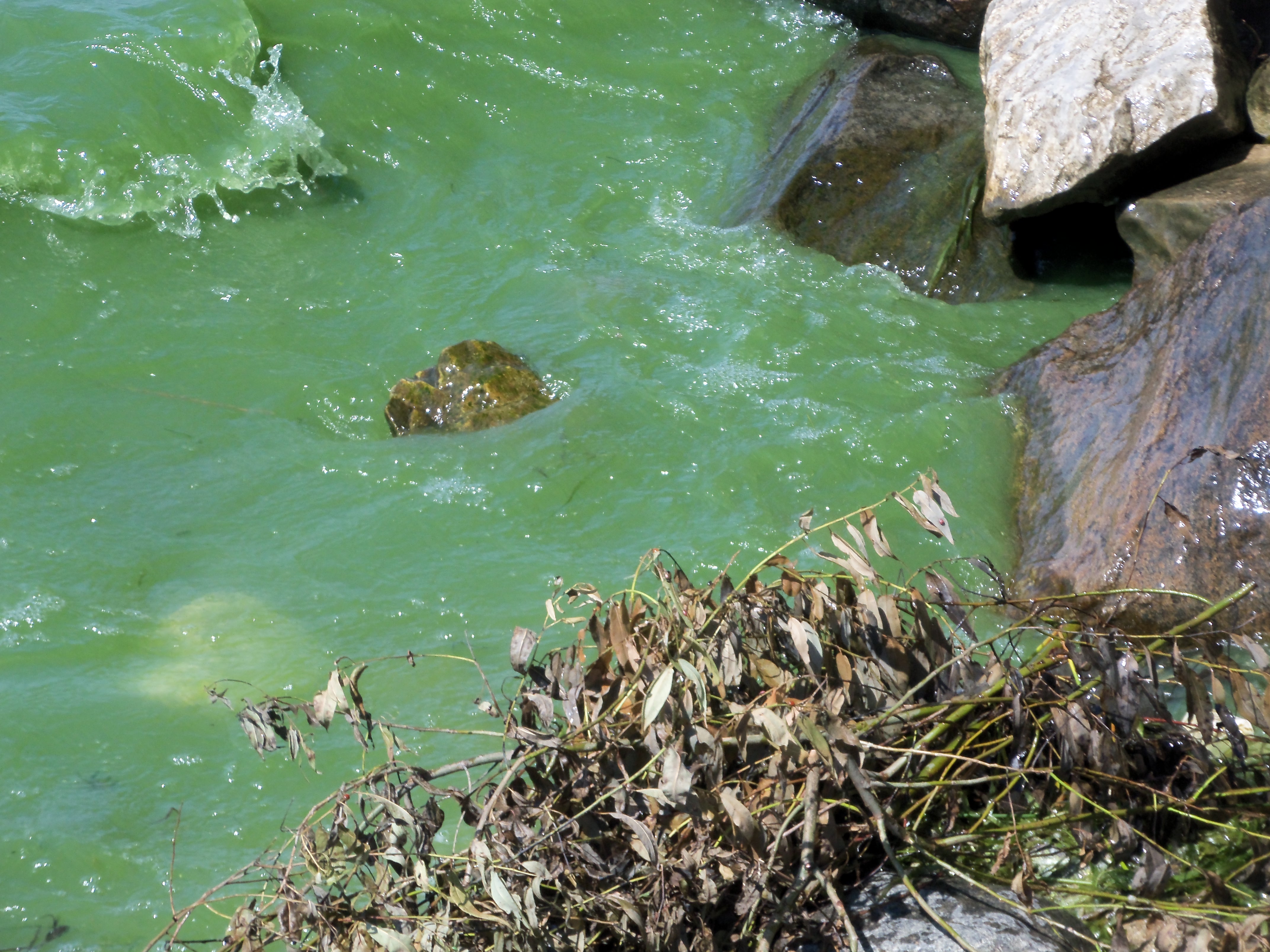Cyanobactéries - © Organisme de bassin versant de la baie Missisquoi (OBVBM)