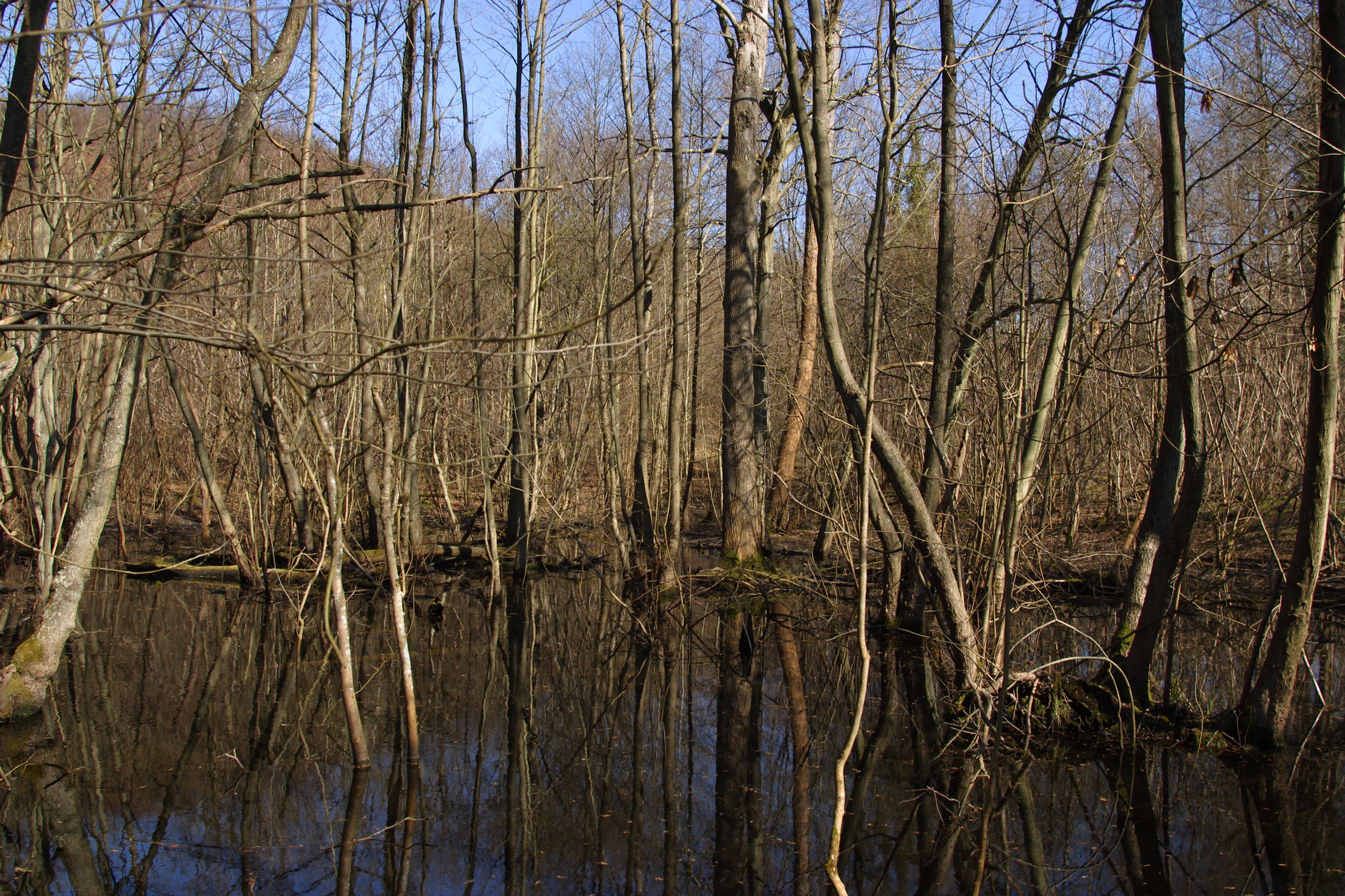 20% des milieux humides ont été détruits au Québec entre 1990 et 2011