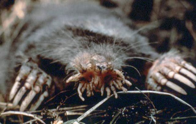 Condylure à nez étoilé, crédit photo : US National Parks Service, Wikimedia Commons 